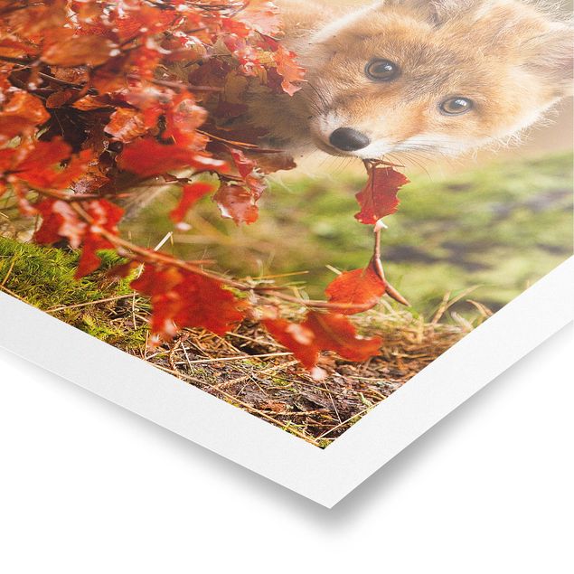 Poster - Fuchs im Herbst - Quadrat 1:1