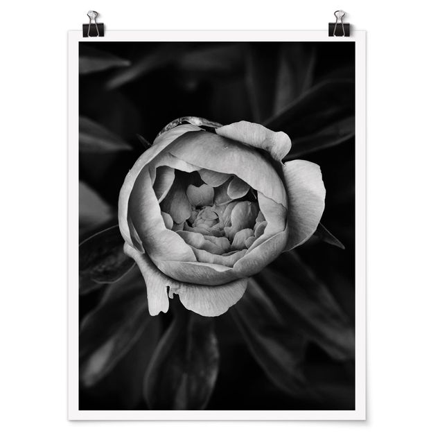 Poster kaufen Pfingstrosenblüte vor Blättern Schwarz Weiß