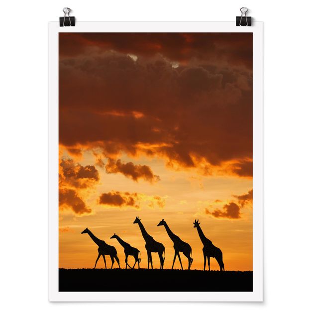 Poster bestellen Fünf Giraffen