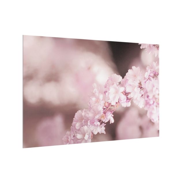 Spritzschutz Küche Kirschblüte im Violetten Licht