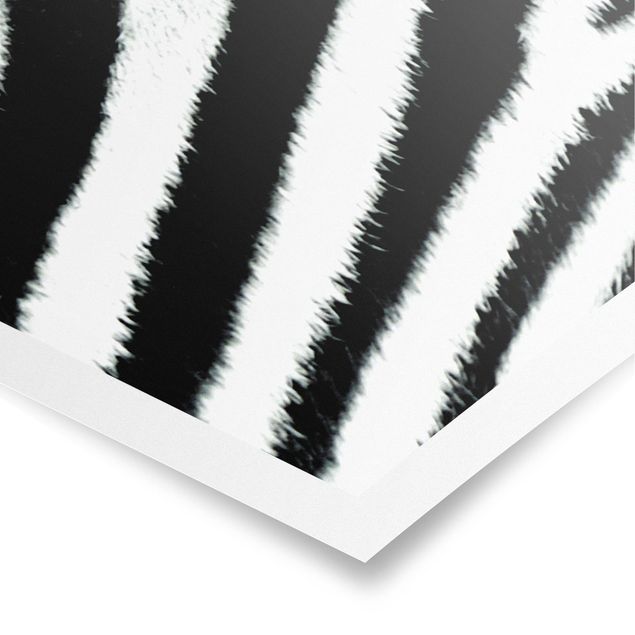 Poster Zebra Crossing