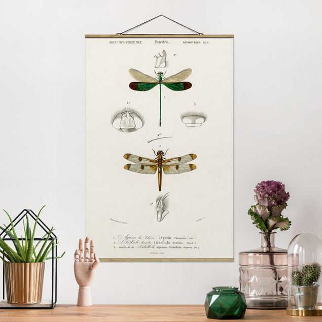 Wandbilder Tiere Vintage Lehrtafel Libellen