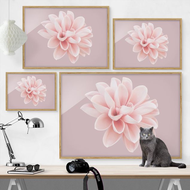 Bild mit Rahmen - Dahlie Blume Lavendel Rosa Weiß - Querformat