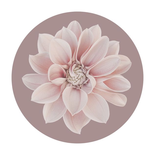 Teppich Natur Dahlie Blume Lavendel Weiß Rosa