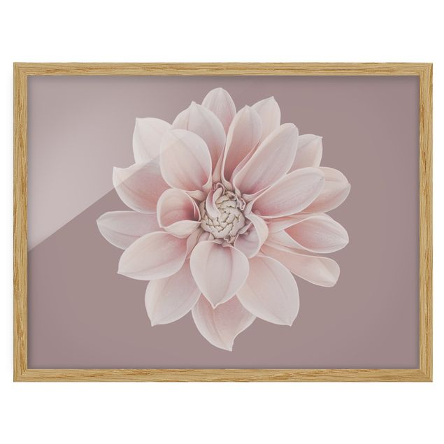 Bild mit Rahmen - Dahlie Blume Lavendel Weiß Rosa - Querformat