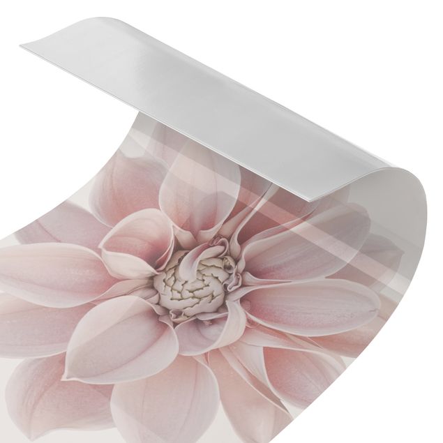Duschrückwand - Dahlie Blume Pastell Weiß Rosa
