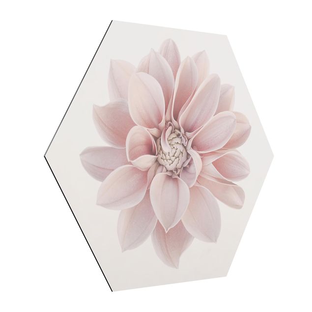 Hexagon-Alu-Dibond Bild - Dahlie Blume Pastell Weiß Rosa