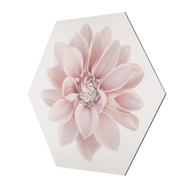 Hexagon-Alu-Dibond Bild - Dahlie Blume Pastell Weiß Rosa