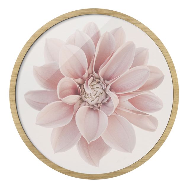 Bilder mit Rahmen Dahlie Blume Pastell Weiß Rosa