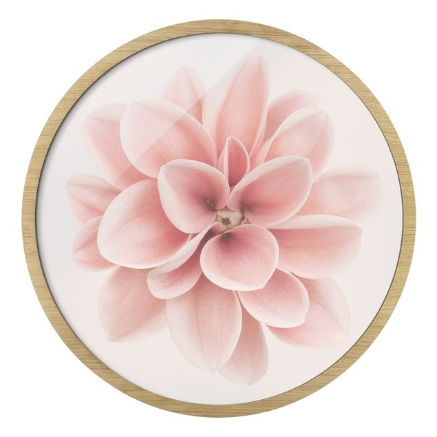 Bilder mit Rahmen Dahlie Rosa Pastell Blume Zentriert