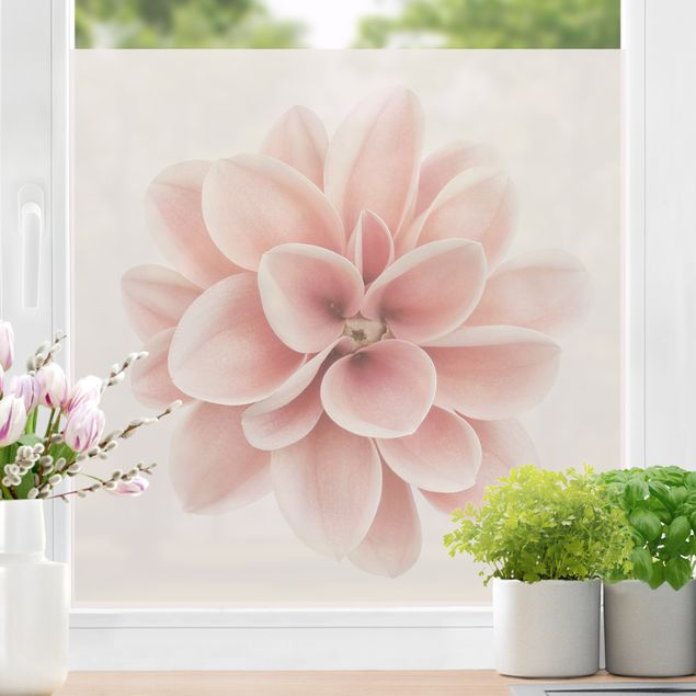 Fensterfolie Gräser Dahlie Rosa Pastell Blume Zentriert