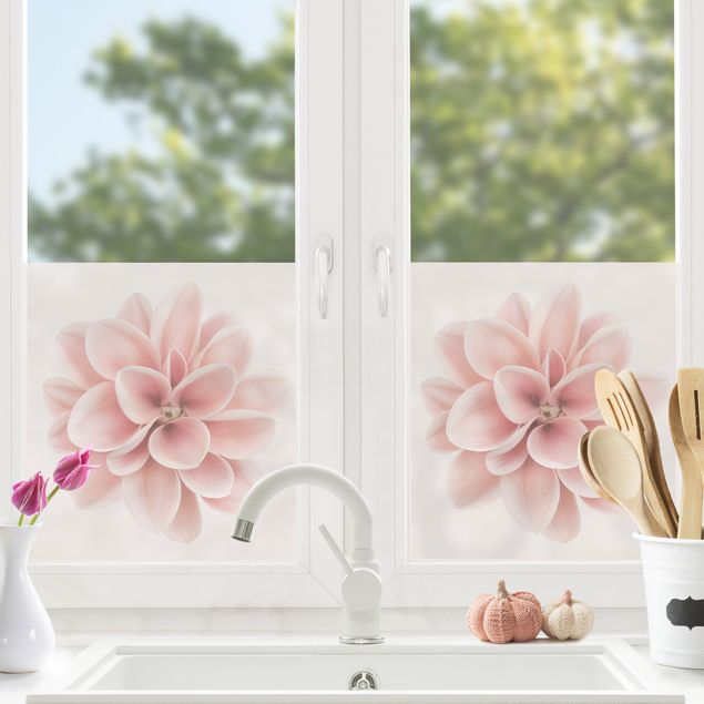 XXL Fensterbilder Dahlie Rosa Pastell Blume Zentriert