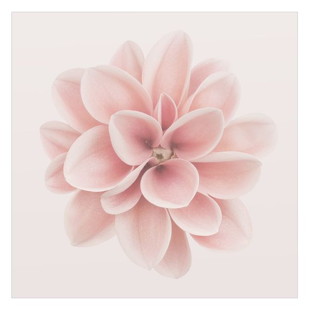 Fensterbilder selbstklebend Dahlie Rosa Pastell Blume Zentriert