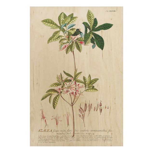 Holzbild Blumen Vintage Botanik Illustration Azalee