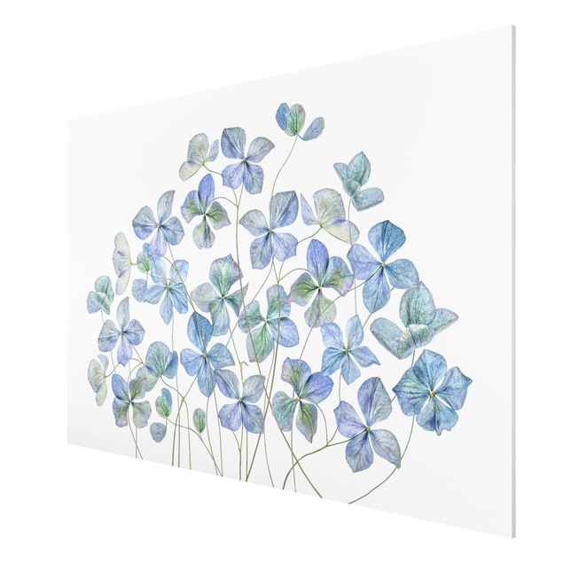 Forex Fine Art Print - Blaue Hortensienblüten - Querformat 2:3