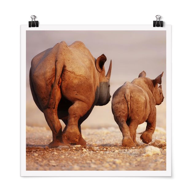 Wandbilder Wandering Rhinos
