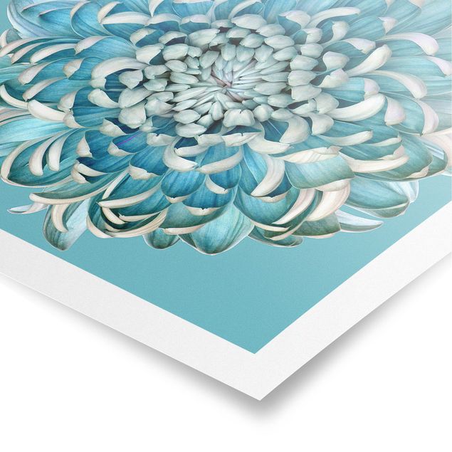 Poster - Blaue Chrysantheme - Quadrat 1:1