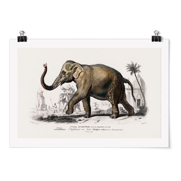 Vintage Poster Vintage Lehrtafel Elefant