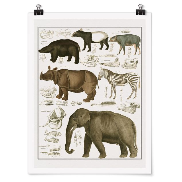 Poster Vintage Vintage Lehrtafel Elefant, Zebra und Nashorn