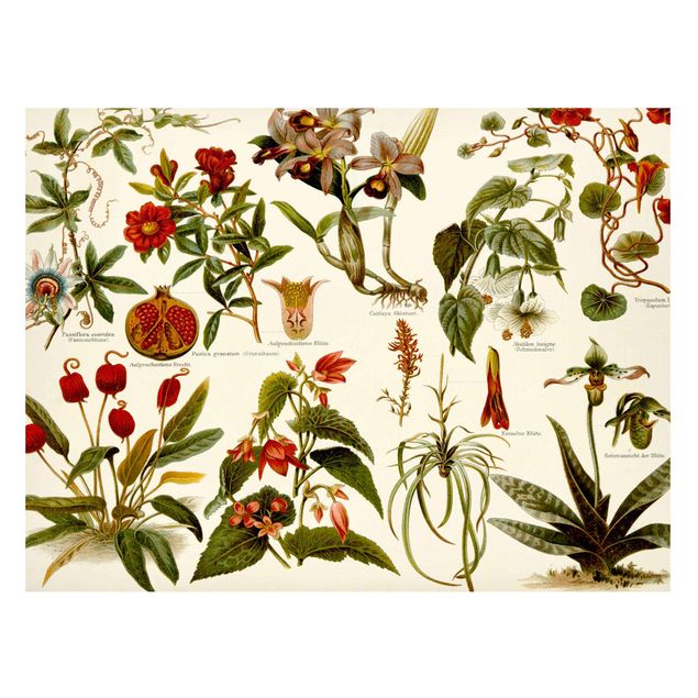 Magnettafel Blumen Vintage Lehrtafel Tropische Botanik II