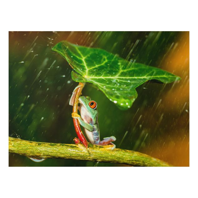 Bilder auf Hartschaumplatte Ein Frosch im Regen