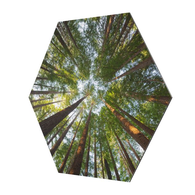 Hexagon Bild Alu-Dibond - Mammutbaum Baumkronen