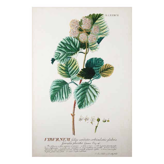 Alu Dibond Bilder Vintage Botanik Illustration Schneeball