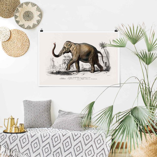 Poster Illustration Vintage Lehrtafel Elefant