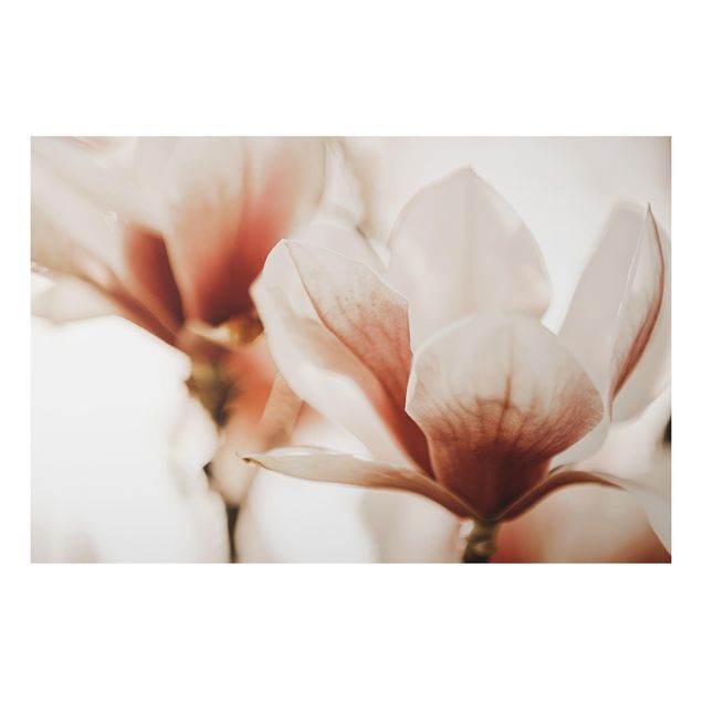 Alu Dibond Druck Zarte Magnolienblüten im Lichtspiel
