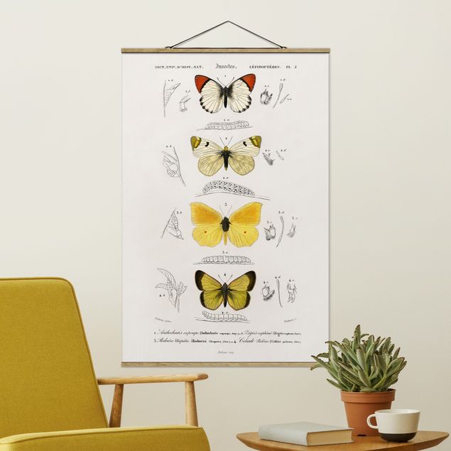 Wandbilder Tiere Vintage Lehrtafel Schmetterlinge II