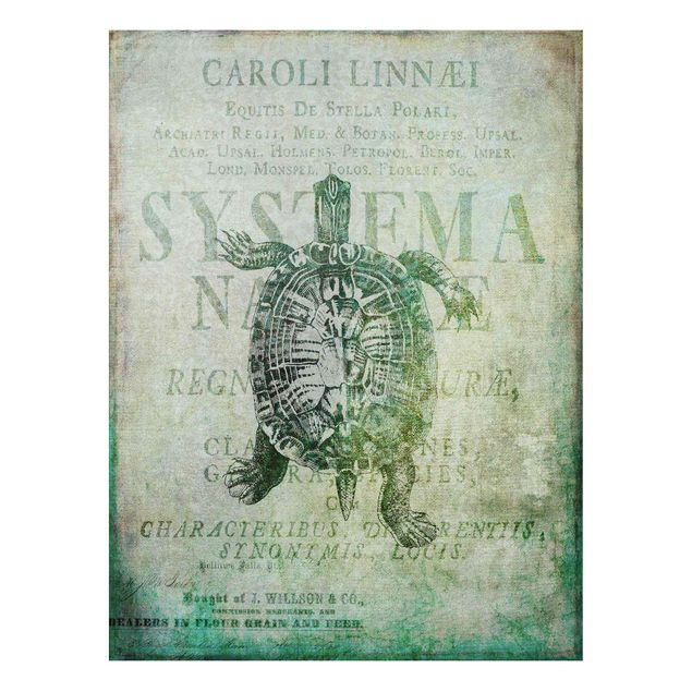Forex Bilder Vintage Collage - Antike Schildkröte