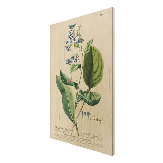 Moderne Holzbilder Vintage Botanik Illustration Lungenkraut