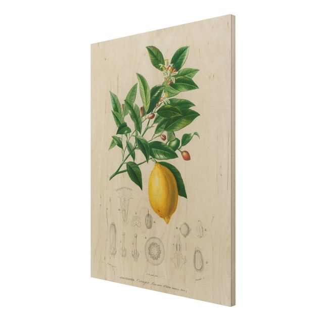 Moderne Holzbilder Botanik Vintage Illustration Zitrone