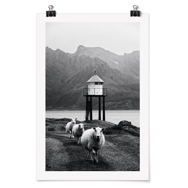 Wandbilder Drei Schafe auf den Lofoten