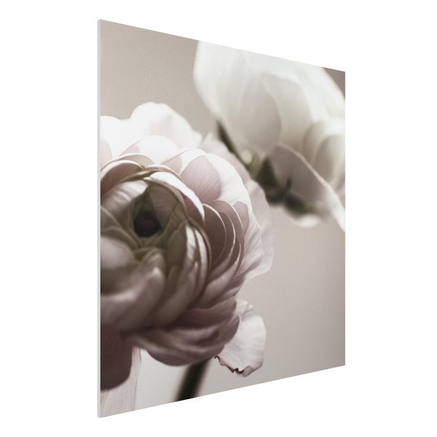 Forex Fine Art Print - Dunkle Blüte im Fokus - Quadrat 1:1