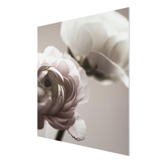 Forex Fine Art Print - Dunkle Blüte im Fokus - Quadrat 1:1
