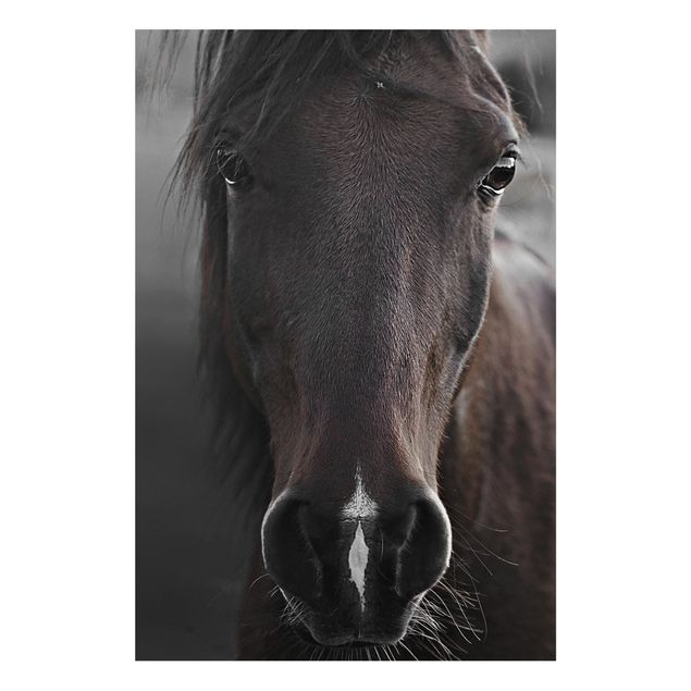 Forex Bilder Dunkles Pferd