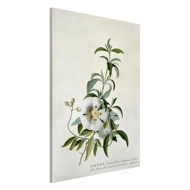Magnettafel Blumen Georg Dionysius Ehret - Zistrose