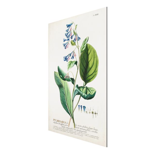 Aluminium Print gebürstet - Vintage Botanik Illustration Lungenkraut - Hochformat 3:2