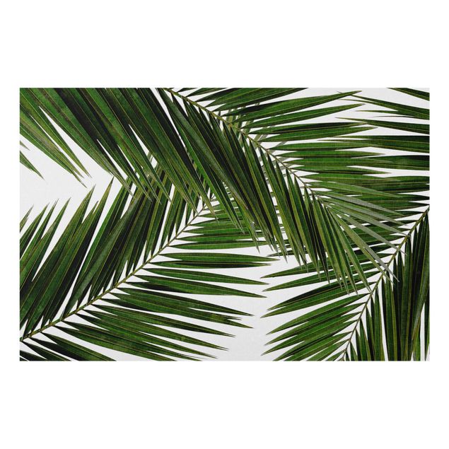 Spritzschutz Blick durch grüne Palmenblätter