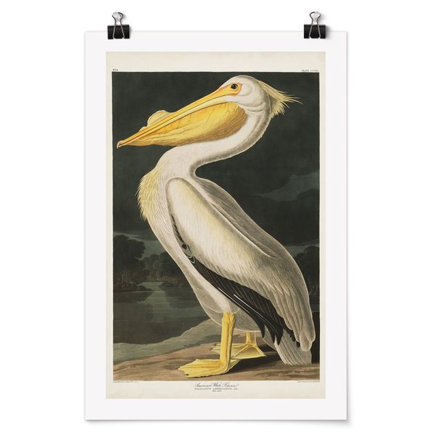 Tiere Poster Vintage Lehrtafel Weißer Pelikan