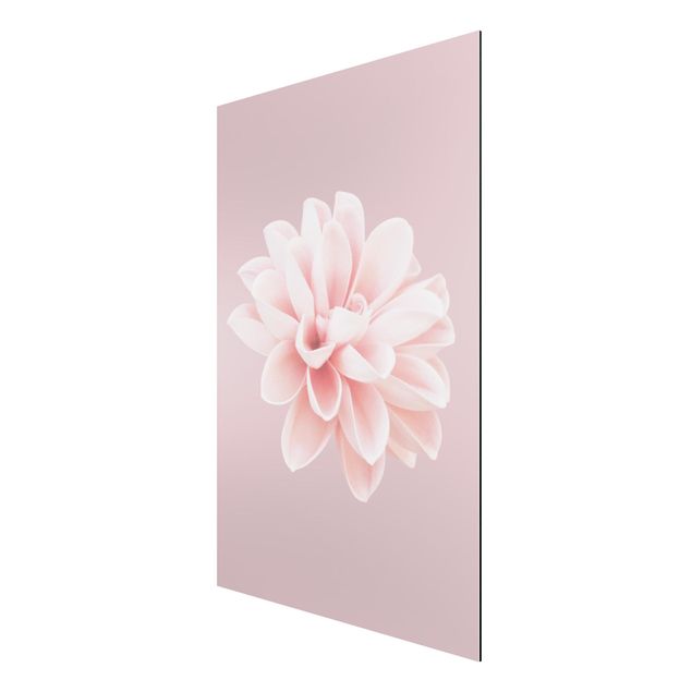 Alu-Dibond - Dahlie Blume Lavendel Rosa Weiß - Querformat