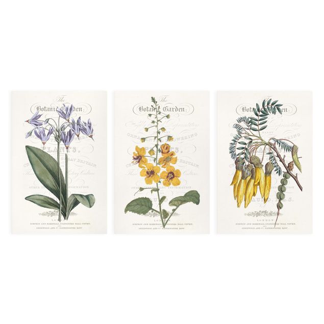 Wandbilder Botanisches Tableau Set I