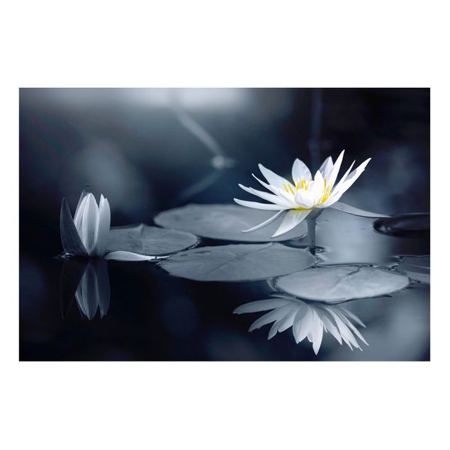Magnettafel Blumen Lotus Spiegelung im Wasser
