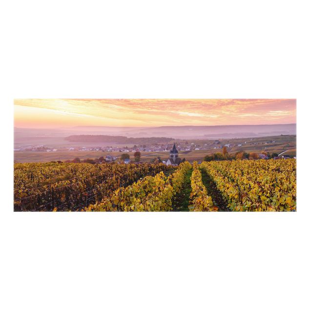 Spritzschutz - Weinplantage bei Sonnenuntergang - Panorama 5:2