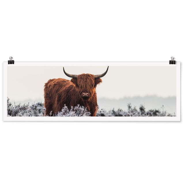 Poster - Bison in den Highlands - Panorama Querformat