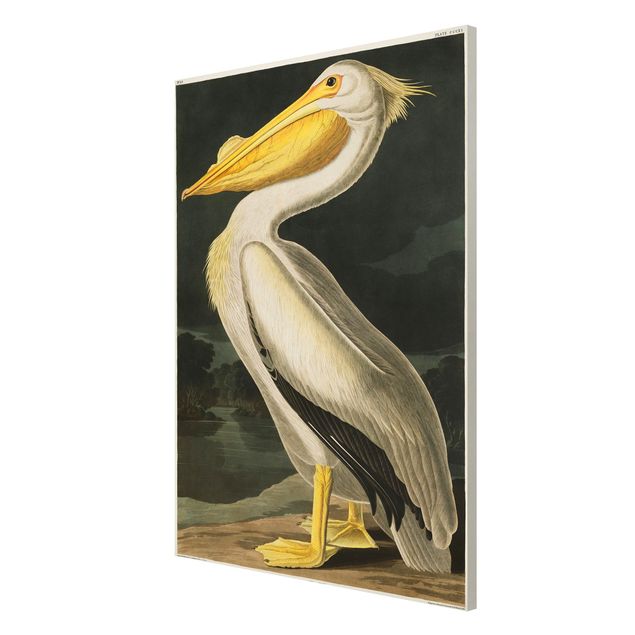 Magnettafel Tiere Vintage Lehrtafel Weißer Pelikan