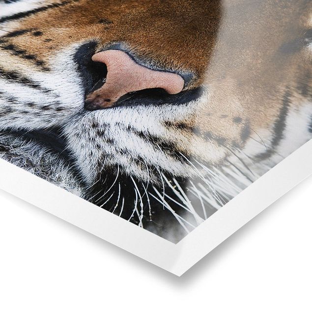 Poster - Tiger Eyes - Quadrat 1:1