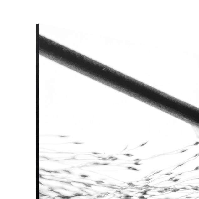 Alu-Dibond - Zartes Schilf mit feinen Knospen Schwarz Weiß - Hochformat