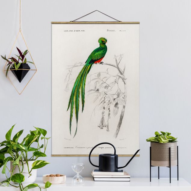 Wandbilder Tiere Vintage Lehrtafel Tropischer Vogel I